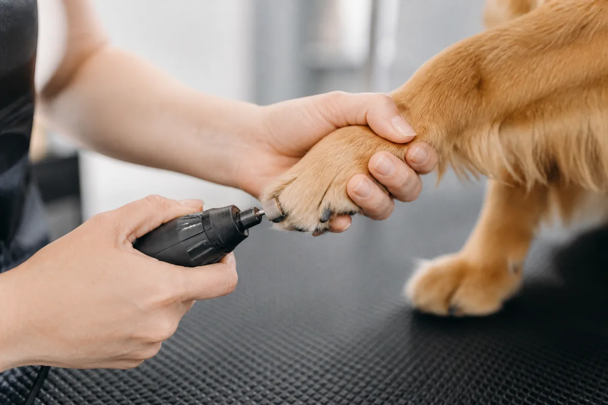 Groomer grinding a dog nail on the table