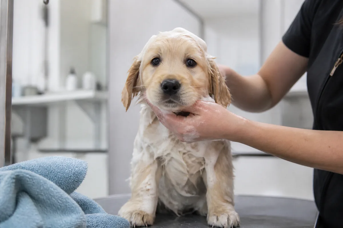 Puppy during a calm first grooming visit